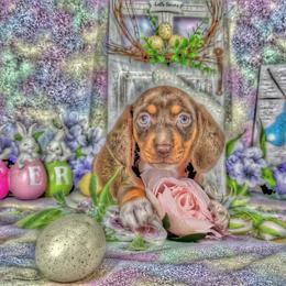 Dachshund Puppies from Newbern's Nuggets