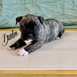 Fawn Brindle Male - Fawn brindle male American Pit Bull Terrier puppy in Nine Mile Falls, Washington from Bartin Kennels