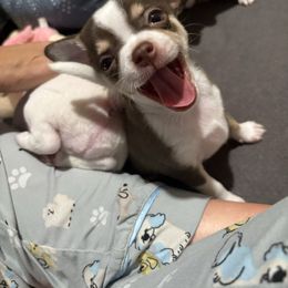 Theo - Chocolate and white male Chihuahua puppy in Canton, Texas from Heavenly Chihuahua