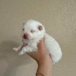 Chase - White male Pomeranian puppy in Phoenix, Arizona from Luxpomz