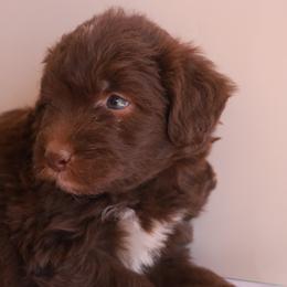 Aussiedoodle, Goldendoodle, and Labradoodle Puppies from Loving Doodle