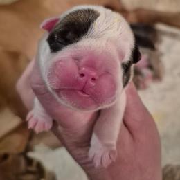 YELLOW - Red and white female Bulldog puppy in Walhalla, South Carolina from Lowery's English Bulldogs