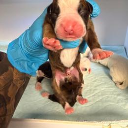 Buck - Brindle male Boxer puppy in Oak Lawn, Illinois from Pawfect Pets