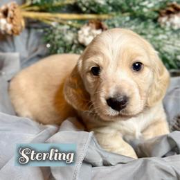 Sterling - Cream male Dachshund puppy in Meadville, Pennsylvania from Four Seasons Dachshunds