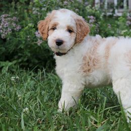 Goldendoodle Puppies from Carolina Doodle Puppies