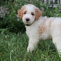 Goldendoodle Puppies from Carolina Doodle Puppies
