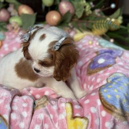 Tilley's Lace Girl - Blenheim female Cavalier King Charles Spaniel puppy in Loco, Oklahoma from Sweet Heart Cavaliers