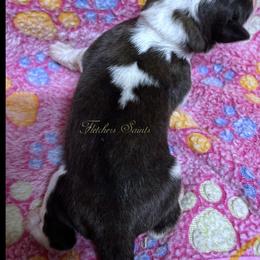 Yellow collar - Mahogany and white female Saint Bernard puppy in New Philadelphia, Ohio from Fletchers Saints