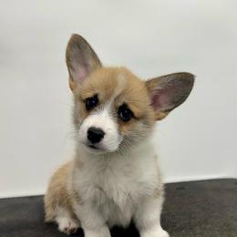 Anna - Red female Pembroke Welsh Corgi puppy in Urbana, Ohio from Edgewood Farm and Kennel