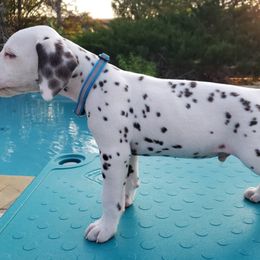 Cadbury - White and liver brown Dalmatian puppy in Mckinney, Texas from 5 Alarm LUA Dalmatians & Bling Tiny Doodles