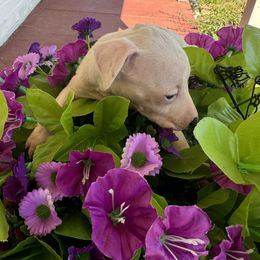 Italian Greyhound Puppies from WAHLTOWAHLIGGYS