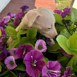 Italian Greyhound Puppies from WAHLTOWAHLIGGYS