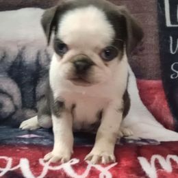 Minnie - Silver female Pug puppy in East Bernstadt, Kentucky from Sundance Pugs