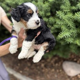 Sally - Tri-color female Bernedoodle puppy in Las Vegas, Nevada from Perfect Bernedoodles