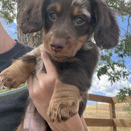 Snickers - Dapple male Dachshund puppy in Castle Rock, Colorado from Dachsunds of Denver