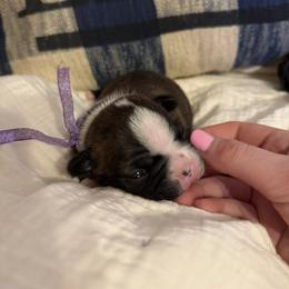 Boston Terrier Puppies from Lakeview Bostons