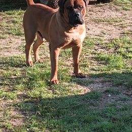 Preacher - Boerboel
