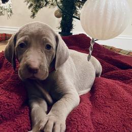 Weimaraner Puppies from K&K Weimaraners