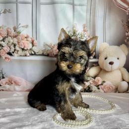 Champ 1850 - Black and tan male Yorkshire Terrier puppy in Nicholls, Georgia from Southeast Biewers