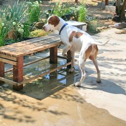 German Shorthaired Pointer and Pointer All Grown Up from Paladen