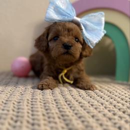 Yellow Girl - Red  female Goldendoodle puppy in Colorado Springs, Colorado from Simply Mini Goldendoodles