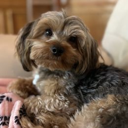 Jaxx - Yorkshire Terrier