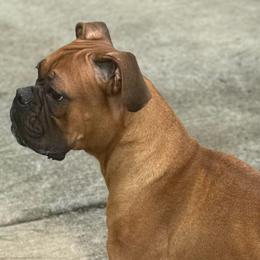 Stella - Boxer