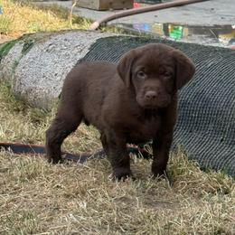 Green Collar - Murphy - Chocolate male Labrador Retriever puppy in Boise, Idaho from Wings of Freedom Retrievers and Malinois