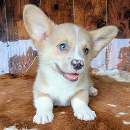 Almanzo Wilder - Fawn merle male American Corgi puppy in Paden, Oklahoma from Sunray Ranch