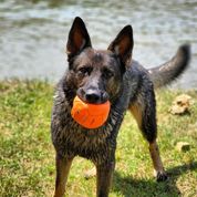 German Shepherd stands wet by a lake with an orange ball in its mouth.