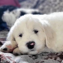 Labradoodle Puppies from Caldron Falls Doodles and Poodles