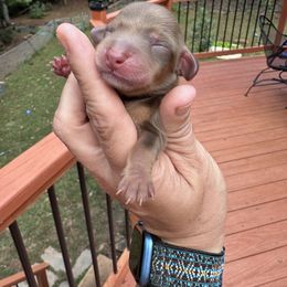 David - Fawn (isabella) and tan male Dachshund puppy in Cleveland, Georgia from Memaw’s Minis Babies Doxies