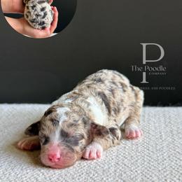 Oasis - Chocolate merle female Bernedoodle puppy in Tulsa, Oklahoma from The Poodle Co. Raising Doodles & Poodles