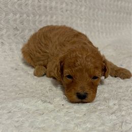 Sophia - AKC - Apricot female Poodle puppy in Cary, North Carolina from Happy puppies