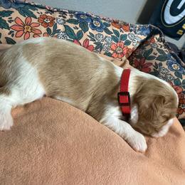 Bruce - Blenheim male Cavalier King Charles Spaniel puppy in New Braunfels, Texas from PAW’S Cavaliers