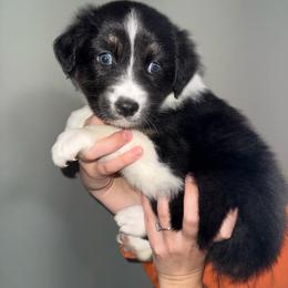 Fairy - Black tri-color female Australian Shepherd puppy in Weeki Wachee, Florida from Ace of Spades Australian Shepherds