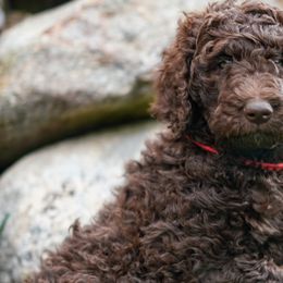 Kona - Brown Poodle puppy in Everett, Washington from Redhead