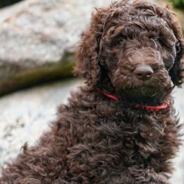 Kona - Brown Poodle puppy in Everett, Washington from Redhead