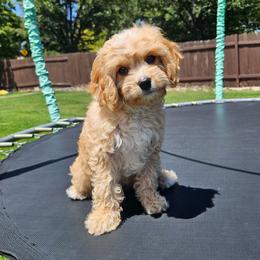 Twix - Apricot male Cavapoo puppy in South Jordan, Utah from Lucky Doodle Pups