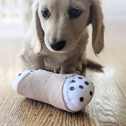 Dachshund Puppies from Longboard Dachshunds