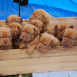 Dogue de Bordeaux Puppies from The Butcher’s Dog/ Le Chien du Boucher