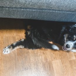 Miniature Australian Shepherd Puppies from The Kelley Crew