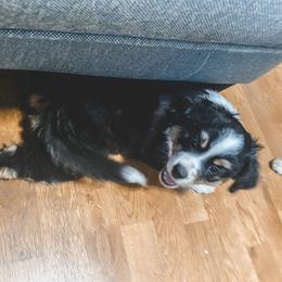 Miniature Australian Shepherd Puppies from The Kelley Crew