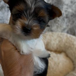 Girl - Black tan and white female Biewer Terrier puppy in Chester, South Carolina from Classic Biewers