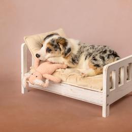 American Corgi and Pembroke Welsh Corgi Puppies from The Adirondack Corgi