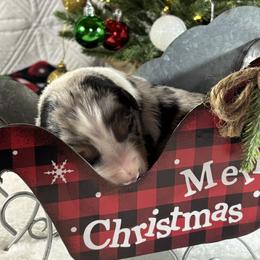 Merle 1 - Blue merle male Australian Shepherd puppy in Loganville, Georgia from Howell Aussies