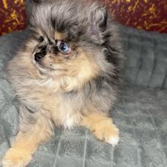 Titan - Blue merle male Pomeranian puppy in Los Angeles, California from AMAYSING Pups