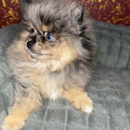 Titan - Blue merle male Pomeranian puppy in Los Angeles, California from AMAYSING Pups