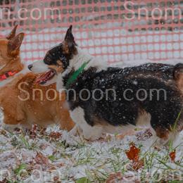 Miniature Pinschers and Pembroke Welsh Corgis from Snomoon Miniature Pinschers  & Pembroke Welsh Corgi