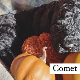 Boy 2 - Cockapoo puppy in Egg Harbor City, New Jersey from Grace Given Cockapoos (GGC)